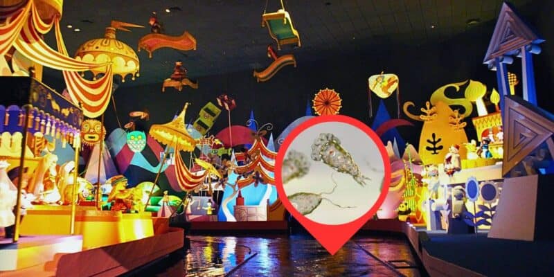 Brain-eating amoeba and tetanus could be contracted inside of Walt Disney World Resort - inside of the it's a small world Magic Kingdom attraction