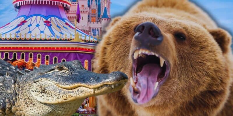Bear and Gator at Magic Kingdom