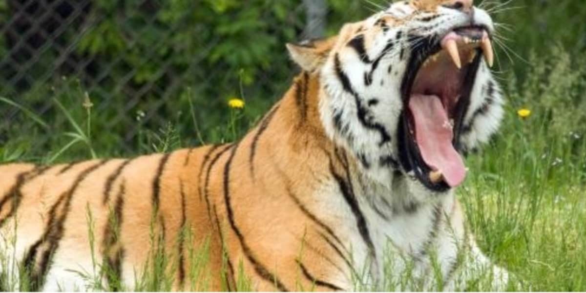 A tiger yawning on the Drive-Thru Safari at Six Flags Great Adventure in New Jersey