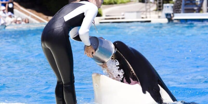 A trainer feeds Keiko