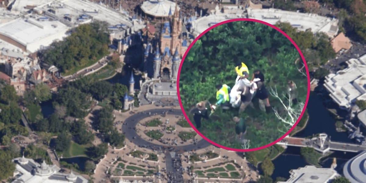 black-bear-captured-disney-world