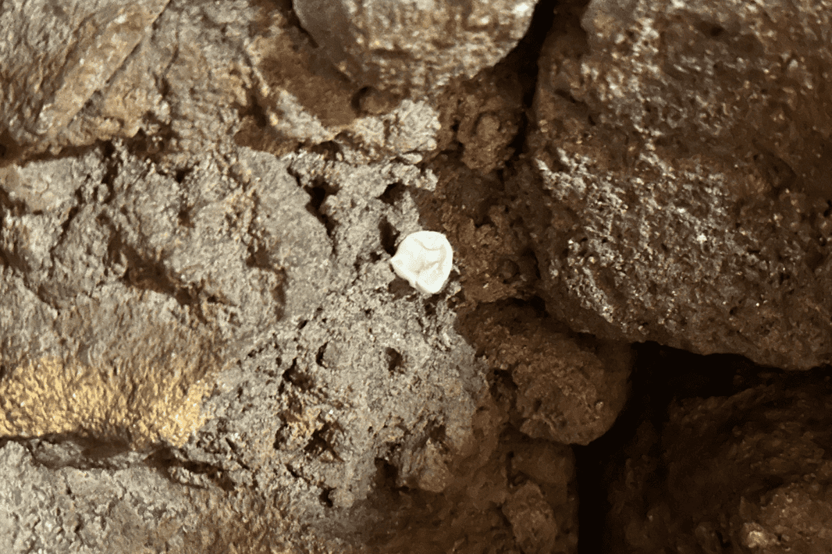 A piece of gum stuck to a wall in the Star Wars: Rise of the Resistance queue at Disney's Hollywood Studios. 