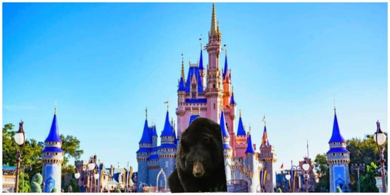 A black bear stands in front of a brightly colored castle with blue and pink spires at Walt Disney World, set against a clear blue sky. The castle has intricate architectural details and serves as the central structure in the image.