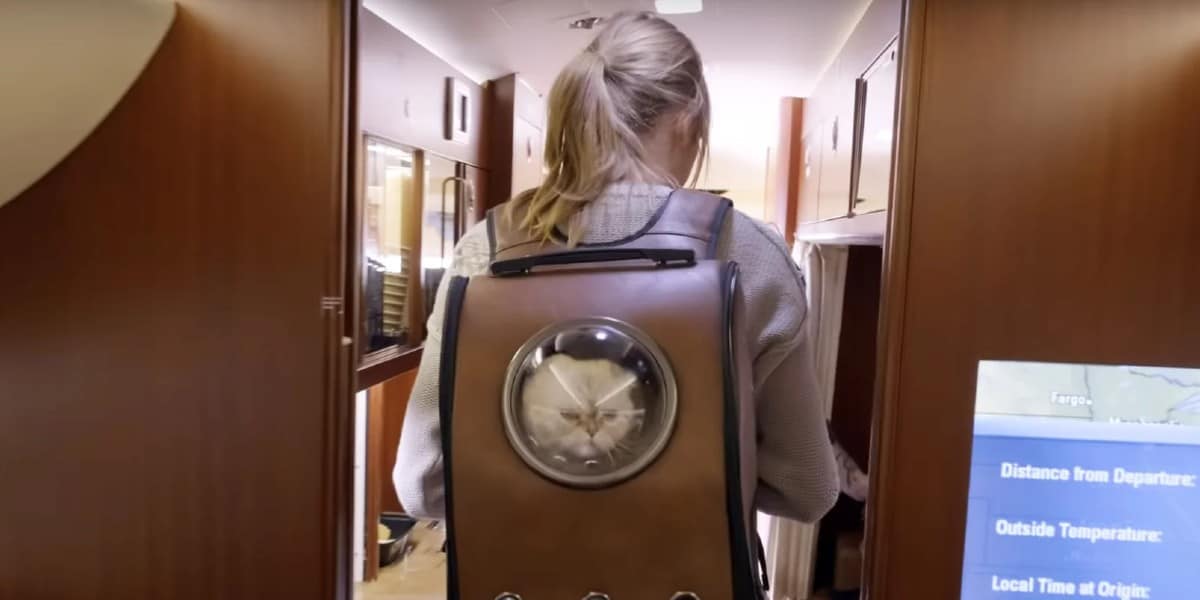 Taylor Swift carrying her cat in a backpack in Miss Americana