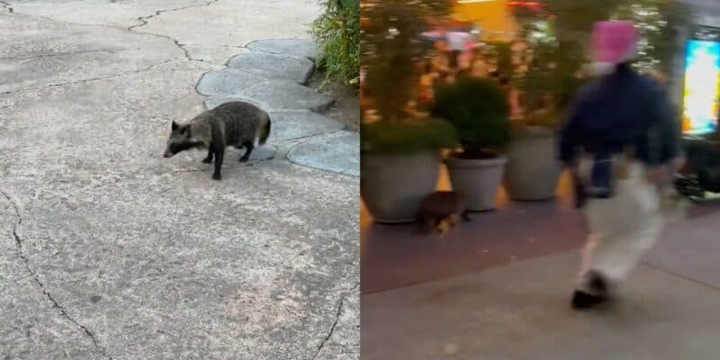 Raccoon dog running around (left) and team member running (right)