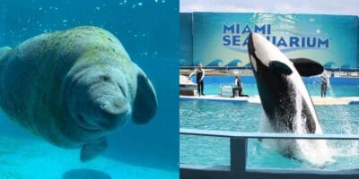 Manatee in the water (left), orca jumping out the water at Miami Seaquarium (right)