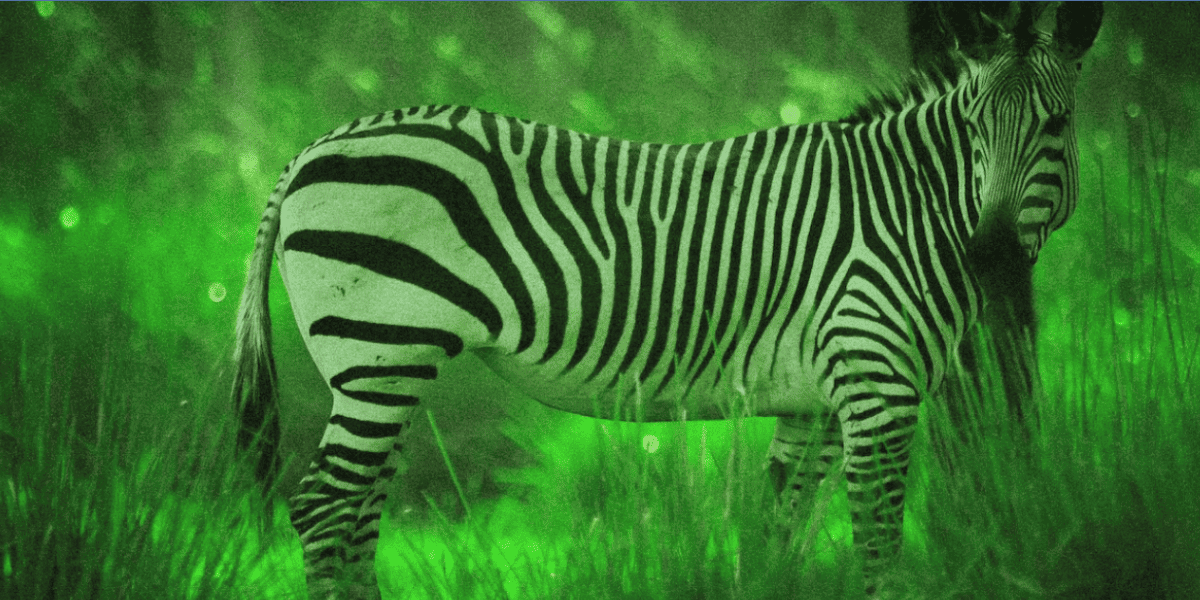 Starlight Safari at Disney's Animal Kingdom Lodge in Walt Disney World Resort