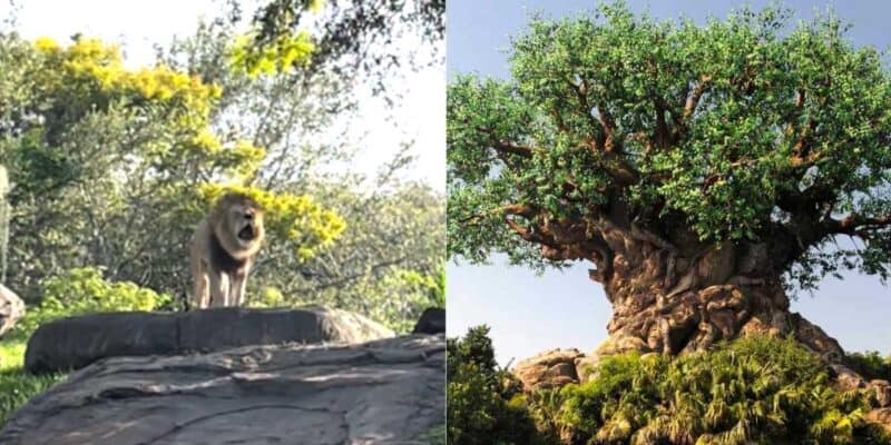 Lion roaring (L) / Tree of Life (R)