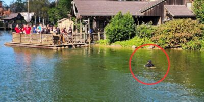 A Walt Disney World guest swims in the lake around Tom Sawyer island at Magic Kingdom after jumping off of the raft. He is circled in red.