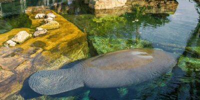 Manatee in rehab center