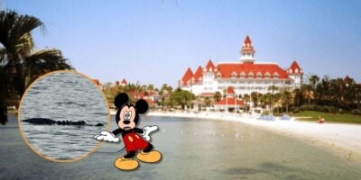 An alligator shown in a lake next to a picture of the Grand Floridian at Walt Disney World.