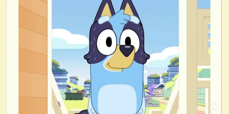 Bluey as an adult dog