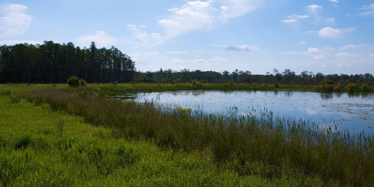 Disney Wilderness Preserve under a clear sky, with lush green grass in the foreground and a dense forest of tall trees in the background.