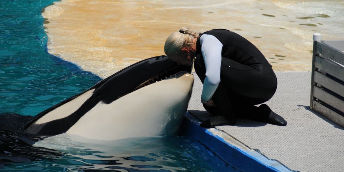 A trainer in a wetsuit shares a touching moment with a killer whale at the edge of a pool in a marine park, their foreheads nearly touching in a seemingly affectionate gesture.