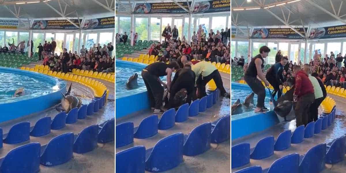 Three-photo collage of a theme park accident: Shocking footage shows a dolphin beached on the edge of the pool. In each subsequent image, more staff and trainers gather, working together to lift and guide the dolphin back into the water, while the audience looks on with concern.