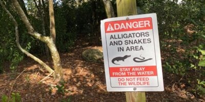 A warning sign posted on a wooden stake in a forested area reads: "DANGER - ALLIGATORS AND SNAKES IN AREA. STAY AWAY FROM THE WATER. DO NOT FEED THE WILDLIFE." The surroundings, reminiscent of a scene from Disney's Wild Animal kingdom, include trees, underbrush, and a dirt-covered ground.