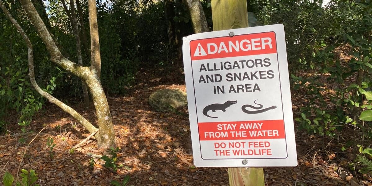 A warning sign posted on a wooden stake in a forested area reads: "DANGER - ALLIGATORS AND SNAKES IN AREA. STAY AWAY FROM THE WATER. DO NOT FEED THE WILDLIFE." The surroundings, reminiscent of a scene from Disney's Wild Animal kingdom, include trees, underbrush, and a dirt-covered ground.