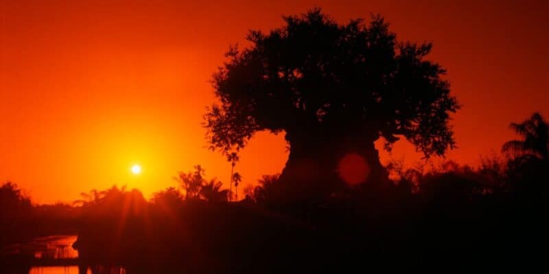 A large tree silhouette stands against a vibrant orange sunset sky. The sun is low on the horizon to the left, casting a warm glow over the landscape. The silhouettes of smaller trees and foliage are visible around the base of the central tree.