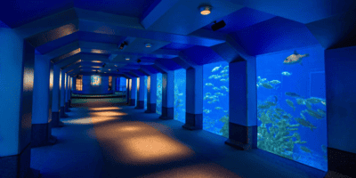 A serene underwater tunnel at Disney World, with vibrant blue light, displaying large aquarium tanks on either side, filled with various fish swimming among coral reefs.