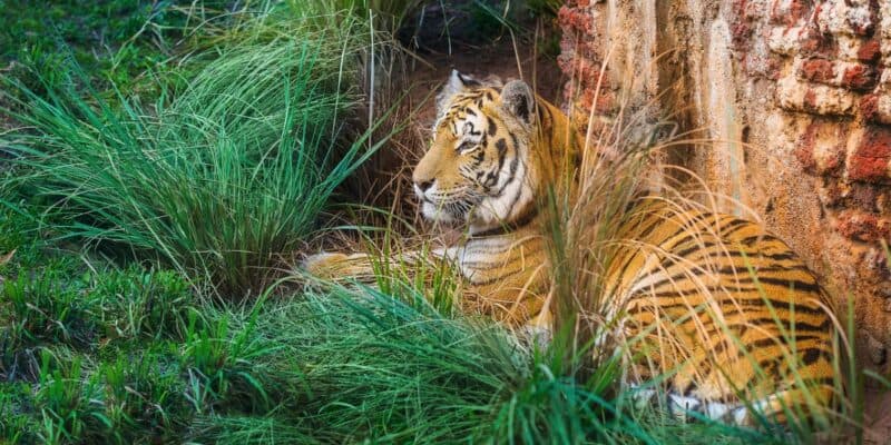 A tiger at Disney World's Maharajah Jungle Trek