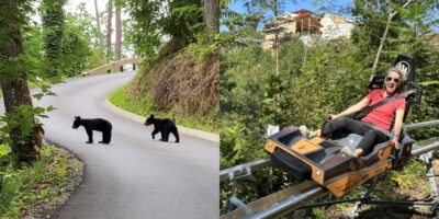 Two images side by side. The left image features two black bear cubs crossing a paved road in a forest area. The right image shows a woman wearing sunglasses riding an amusement ride, a mountain coaster, at a theme park surrounded by lush greenery and trees.
