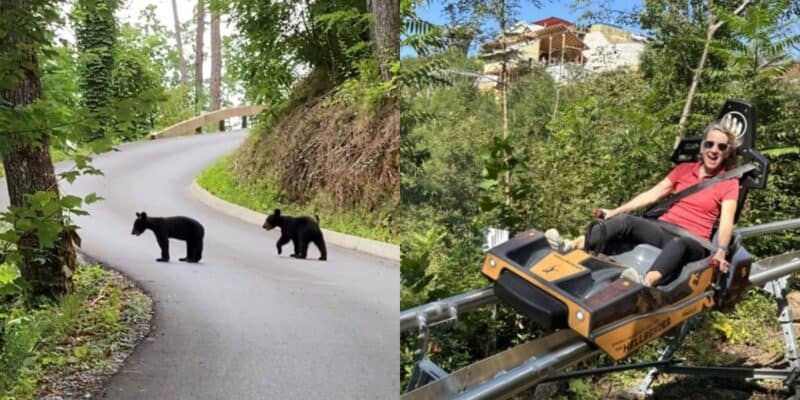 Two images side by side. The left image features two black bear cubs crossing a paved road in a forest area. The right image shows a woman wearing sunglasses riding an amusement ride, a mountain coaster, at a theme park surrounded by lush greenery and trees.
