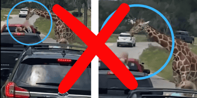 Two images of a giraffe approaching a car with an open window, circled in blue. A large red "X" overlays the images, suggesting this is not advisable, reminiscent of incidents like when a giraffe grabs toddler in Texas. Multiple vehicles are seen on a road in a park setting.
