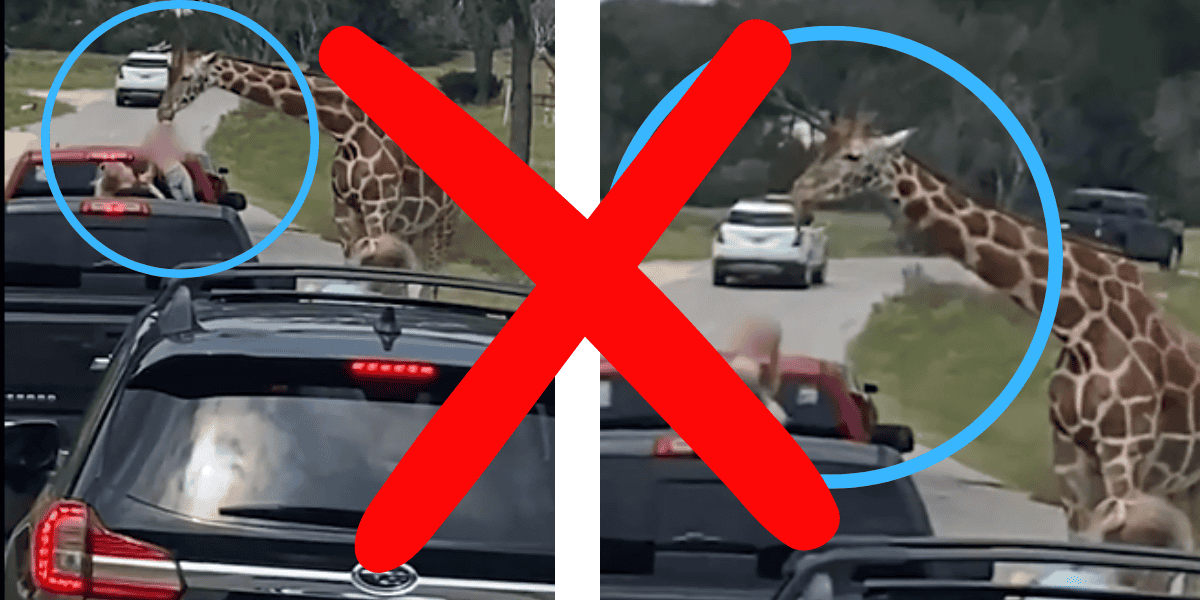Two images of a giraffe approaching a car with an open window, circled in blue. A large red "X" overlays the images, suggesting this is not advisable, reminiscent of incidents like when a giraffe grabs toddler in Texas. Multiple vehicles are seen on a road in a park setting.