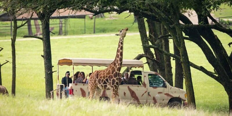 A giraffe interacts with visitors on a safari tour in a popular park. The open-air, camouflaged vehicle carries people eagerly watching and taking photos. The scene is set in a grassy, wooded area within a peaceful, natural environment.