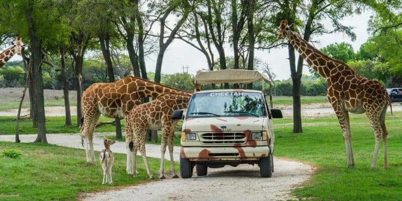 A white safari van, labeled "CHEETAH," is surrounded by five giraffes, including one baby giraffe, on a dirt path in a grassy area with trees. In this popular park, the giraffes are standing near the van, some grazing on leaves, creating a friendly interaction with the vehicle.
