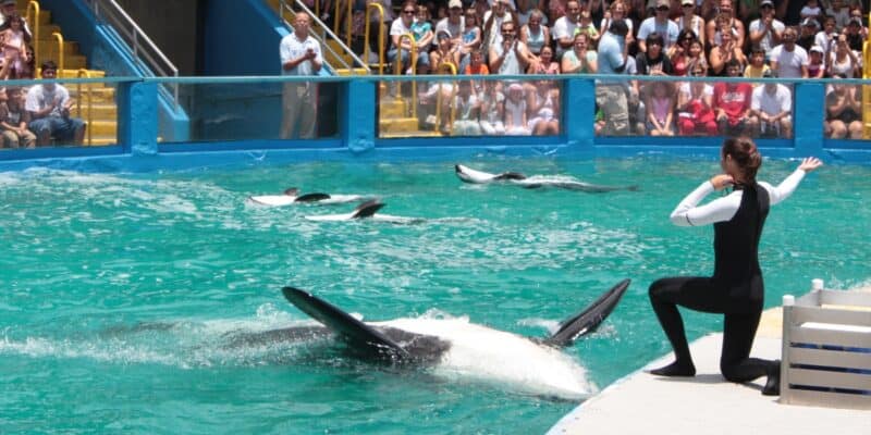 A dolphin trainer in a wetsuit interacts with performing dolphins in a large pool at a Florida theme park. The dolphins are performing tricks, splashing water around. A crowd of spectators watches attentively from the stands behind a clear barrier.