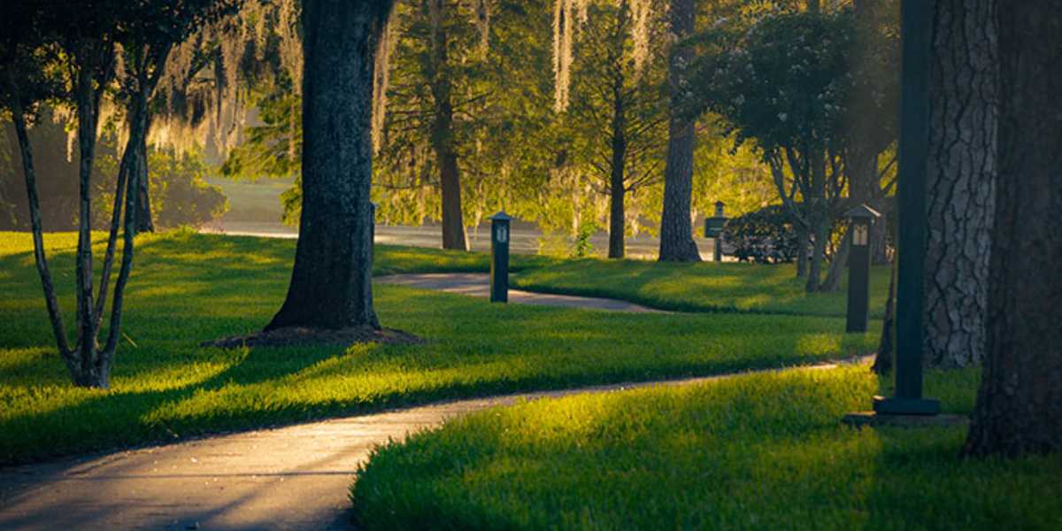 Shades of Green: A tranquil park scene reminiscent of the serene areas within Disney World Resort, featuring a winding pathway flanked by tall trees and lush, green grass. Soft sunlight filters through the trees, casting gentle shadows on the path. The atmosphere is calm and inviting, perfect for a peaceful walk.