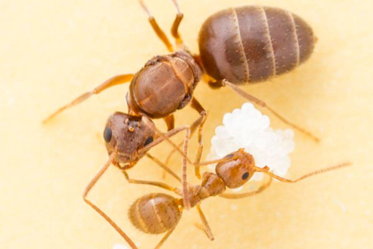 Two tawny crazy ants, the cause of the Disney World travel warning