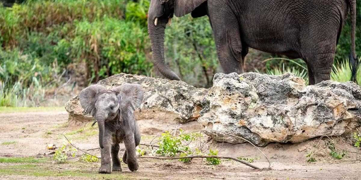 A baby elephant walks in the foreground with large rocks and branches scattered around. An adult elephant stands in the background, partially visible, displaying a contrast in size. Lush greenery forms the backdrop of the scene.