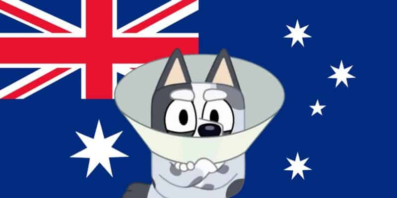 A cartoon blue heeler dog named Bluey with a worried expression is wearing a large cone, commonly used to prevent pets from scratching or licking wounds. The background features the Australian flag, indicating Bluey's connection to Australia.