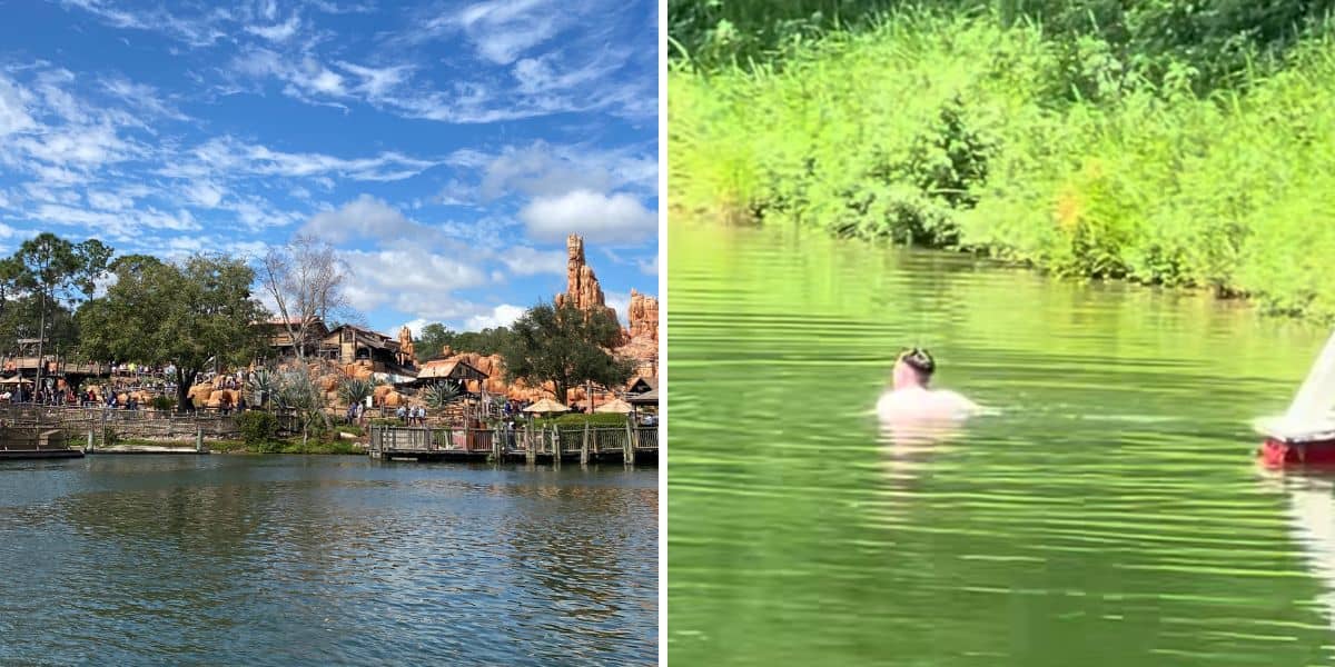 Left side: A scenic view of the Magic Kingdom theme park with a lake in the foreground and various buildings and attractions in the background under a partly cloudy sky. Right side: A person swimming in greenish water near lush vegetation on a sunny day.