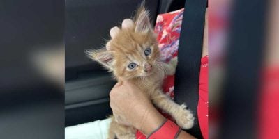 A small orange stray kitten with blue eyes is being held by a person wearing a red shirt with a floral pattern. The kitten looks directly at the camera, and they are in a car, likely on their way to explore new adventures like those found at Walt Disney World.