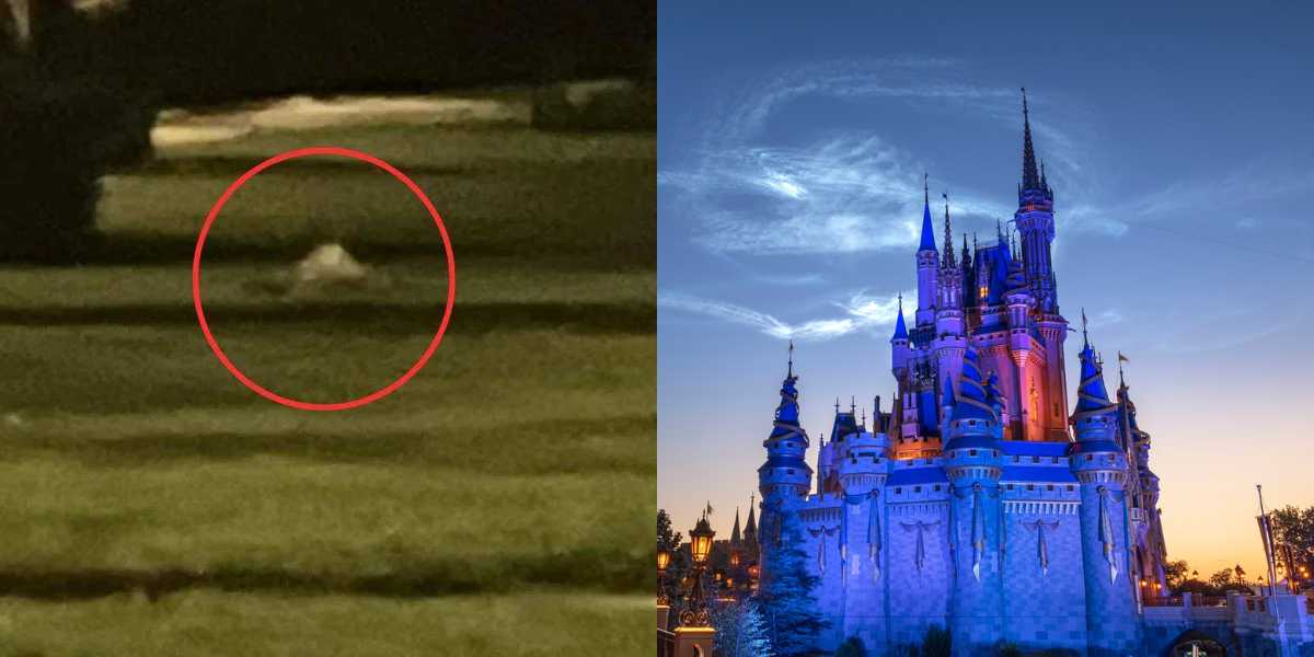 Left: A blurry, dark image with a small object circled in red. Right: An illuminated, detailed view of a fantasy castle with multiple turrets at Walt Disney World Resort, against a twilight sky with light clouds.
