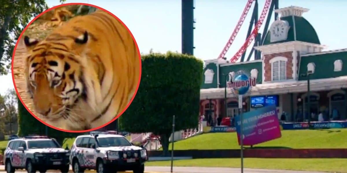 An amusement park entrance with a large green and white building, several parked vehicles, and a sign. A smaller circular inset shows a close-up of a tiger's face, focusing on the animal's eyes and stripes. Some people are visible near the park entrance.