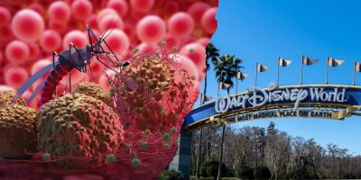 Split image: on the left, an illustration of a mosquito perched on cells; on the right, the entrance sign to Disney World with trees in the background, highlighting contrasts between mosquito eradication efforts and magical adventures.