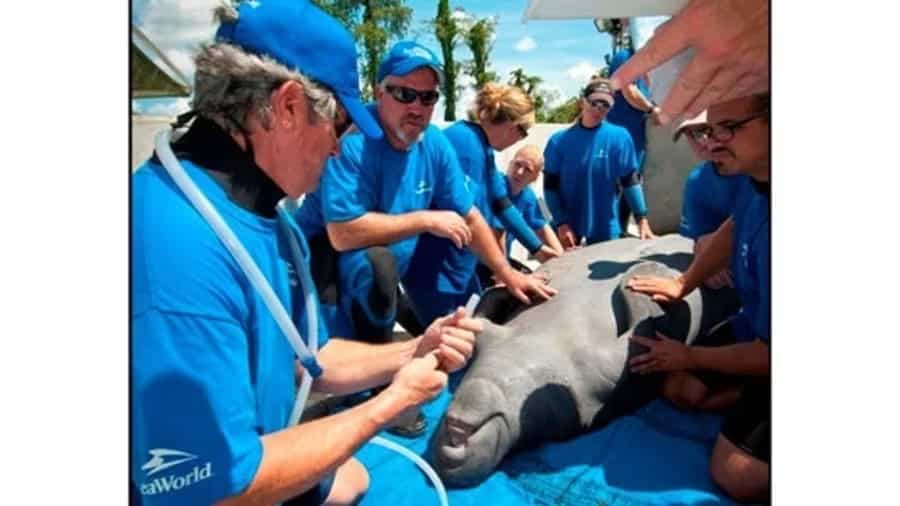 Lil Joe SeaWorld Rescue