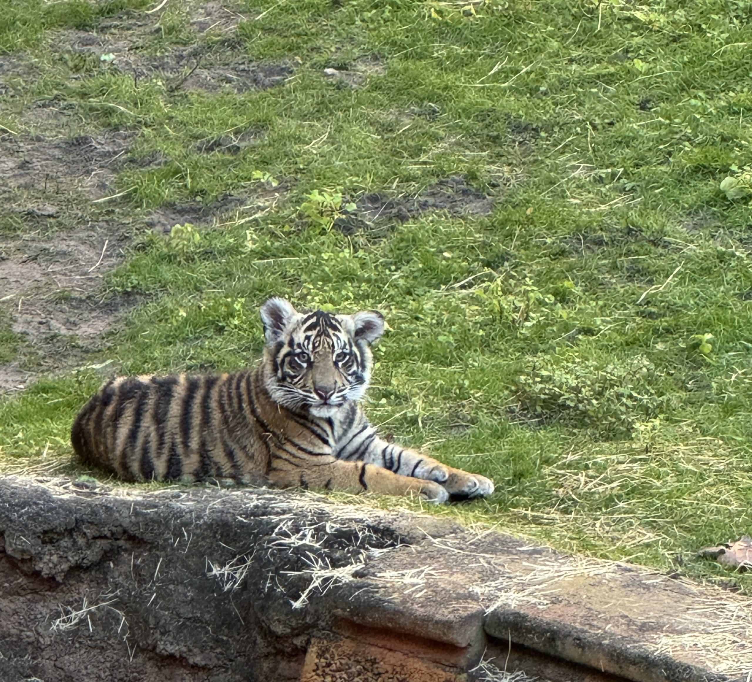 Bakso the Sumatran Tiger at Disney's Animal Kingdom