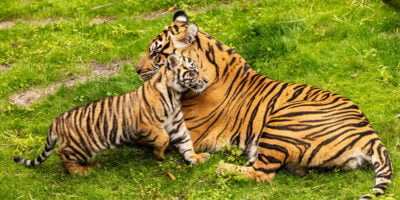 Bakso and Sonhi on the Maharajah Jungle Trek at Disney's Animal Kingdom