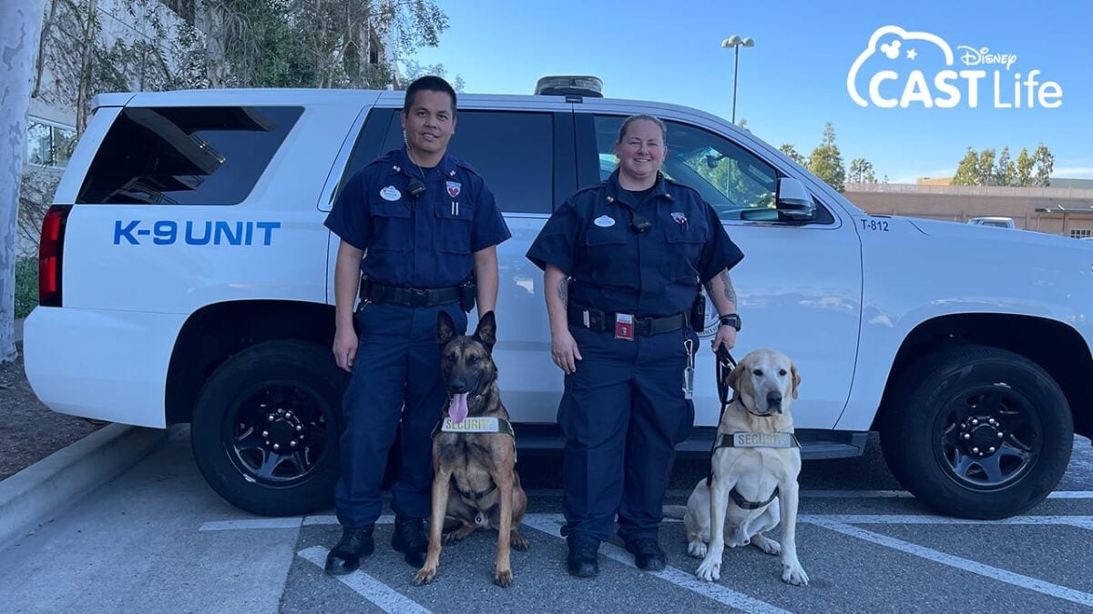 Two Disney Security officers in uniform stand beside a K-9 unit vehicle. Each officer is accompanied by a dog; the left dog, ready for any confrontation, is a German Shepherd wearing a "Jupiter" harness, and the right is a Labrador with a "Scout" harness. The words "Disney CAST Life" are in the corner.