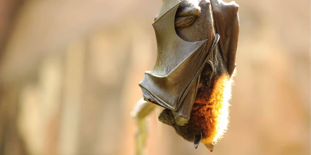 A bat with folded wings hangs upside down from a branch, embodying the wonders of the Animal Kingdom. Its body is wrapped in brownish-orange fur against a softly blurred background.