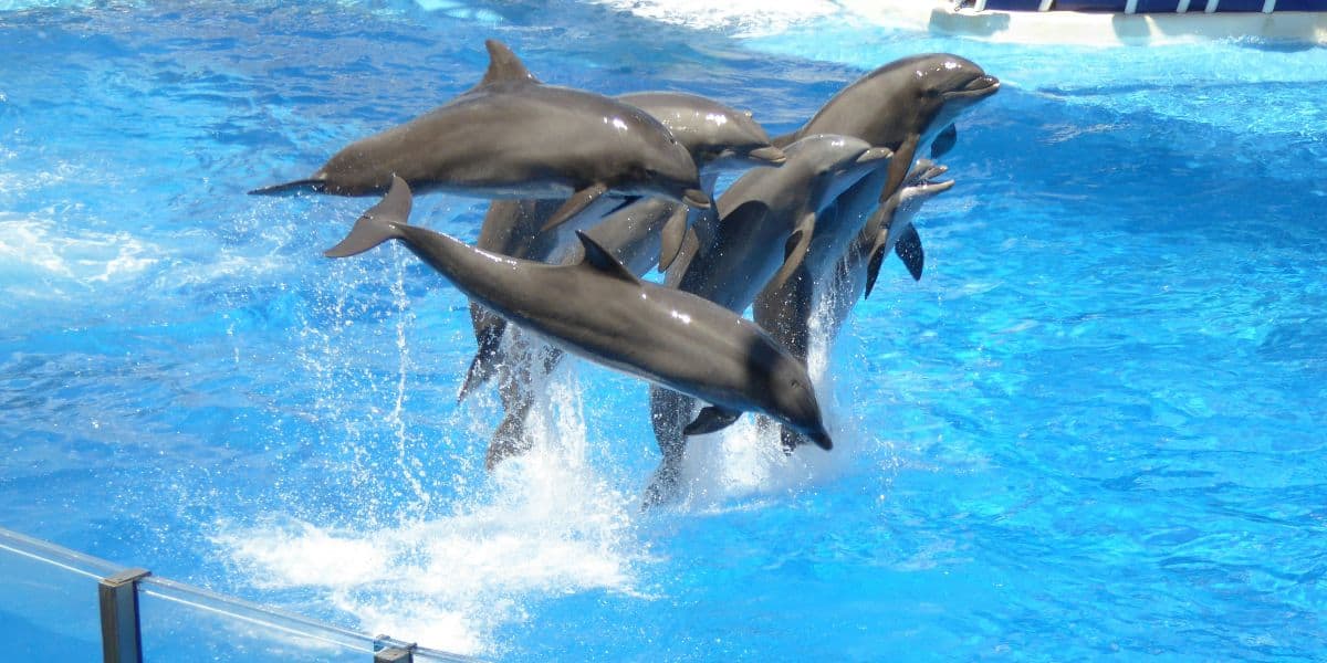 A group of dolphins at SeaWorld leap out of a bright blue pool