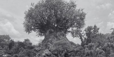A black and white image of the side of the Tree of Life at Disney's Animal Kingdom Theme Park.