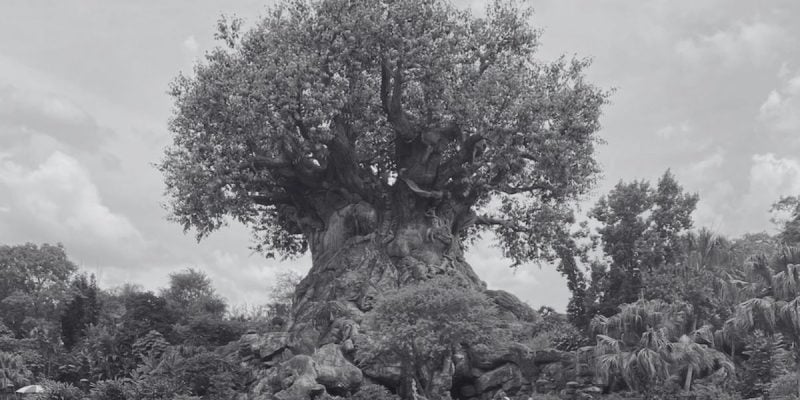 A black and white image of the side of the Tree of Life at Disney's Animal Kingdom Theme Park.
