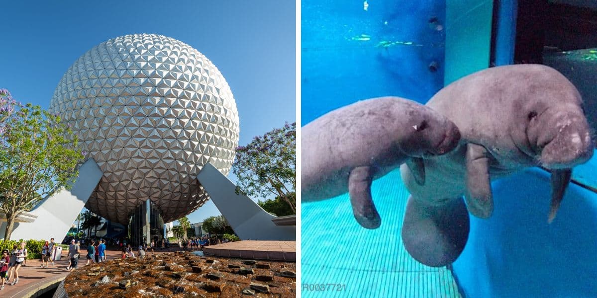 Split Image: (Left) Spaceship Earth, (Right) Manatees at EPCOT