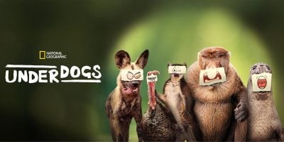 Five animals (a wild dog, bird, turkey, monkey, and tortoise) stand side by side with cartoon face cards in front of their faces. Against a blurred green background, the National Geographic Series “Underdogs” celebrates the wild and wonderful.